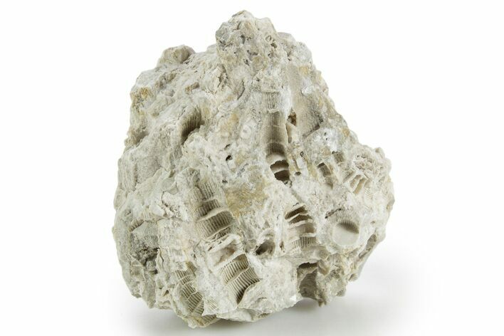 Silurian Dolostone w/ Sparkling Fossil Coral (Fletcheria) - Ohio #346076